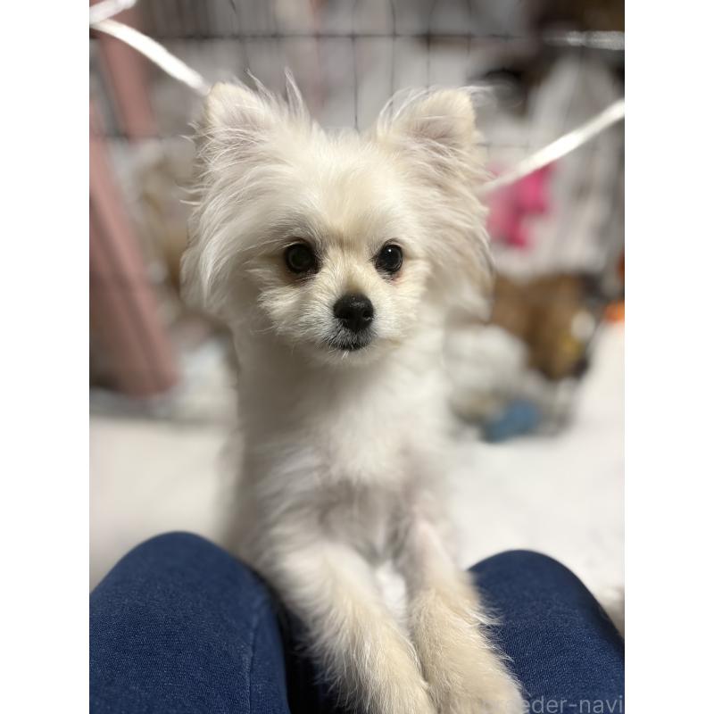 販売中の茨城県のミックス犬-402999の2枚目