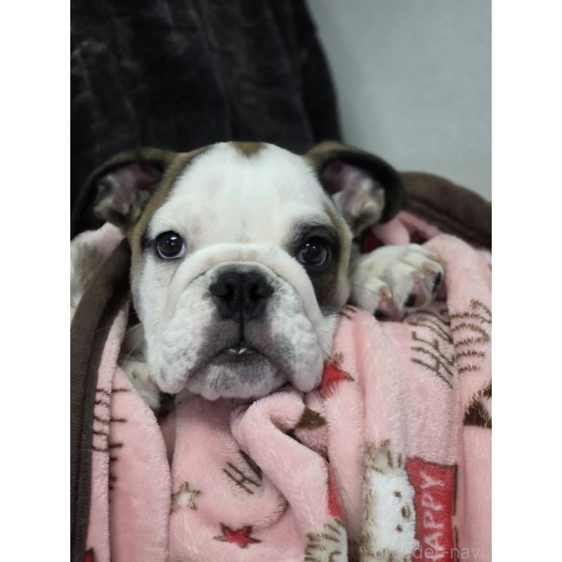 販売中の京都府のブルドッグ-426027の2枚目