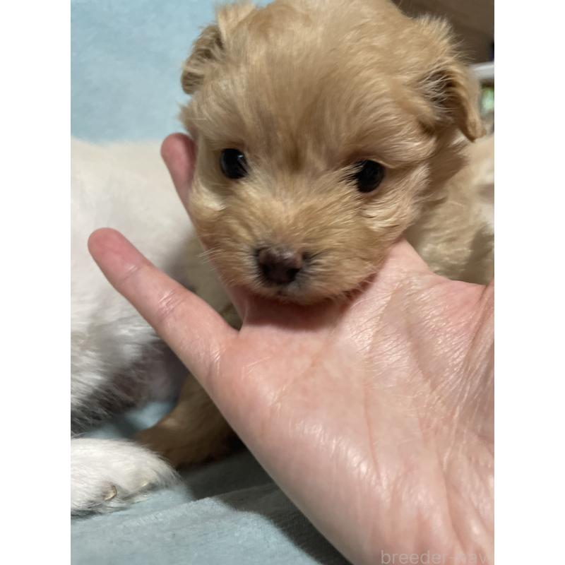 販売中の千葉県のポメプー:ポメラニアン×トイプードル-426028の2枚目