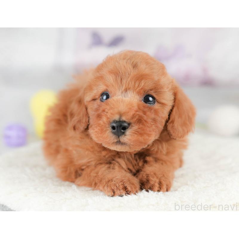 販売中の栃木県のトイプードル-426031の7枚目