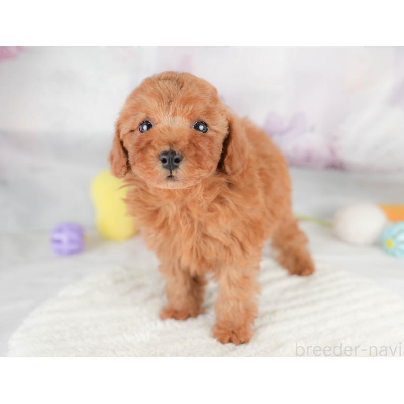 販売中の栃木県のトイプードル-426031の6枚目