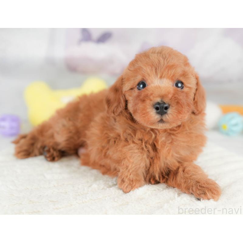 販売中の栃木県のトイプードル-426031の5枚目