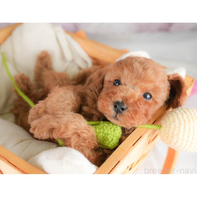 販売中の栃木県のトイプードル-426031の4枚目