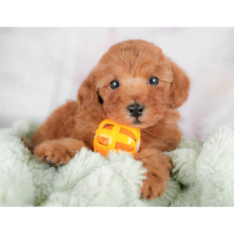 販売中の栃木県のトイプードル-426031の3枚目