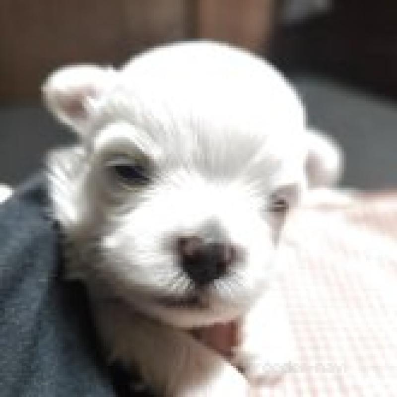 販売中の兵庫県のマルチーズ-426032の1枚目