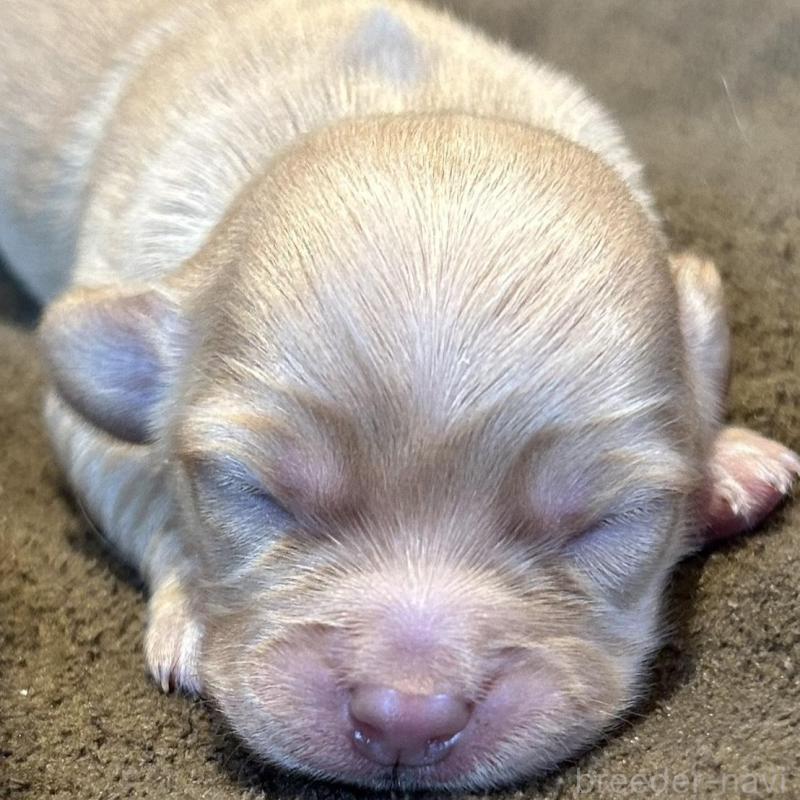 販売中の福島県のチワックス:チワワ×ミニチュアダックスフンド-426033の1枚目