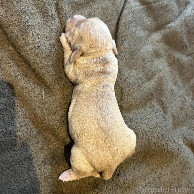 販売中の福島県のチワックス:チワワ×ミニチュアダックスフンド-426033の3枚目