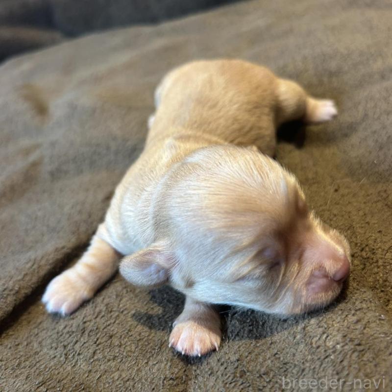 販売中の福島県のチワックス:チワワ×ミニチュアダックスフンド-426033の2枚目