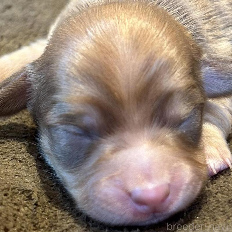 販売中の福島県のチワックス:チワワ×ミニチュアダックスフンド-426034