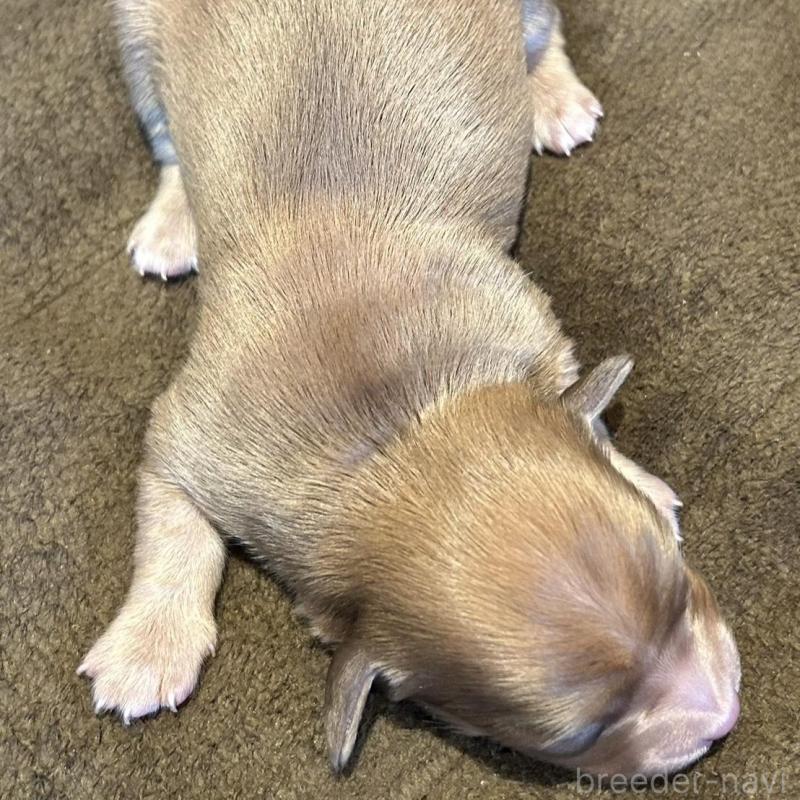 販売中の福島県のチワックス:チワワ×ミニチュアダックスフンド-426034の3枚目