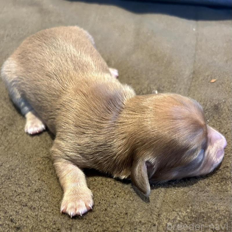 販売中の福島県のチワックス:チワワ×ミニチュアダックスフンド-426034の2枚目