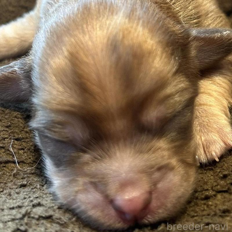 販売中の福島県のチワックス:チワワ×ミニチュアダックスフンド-426035