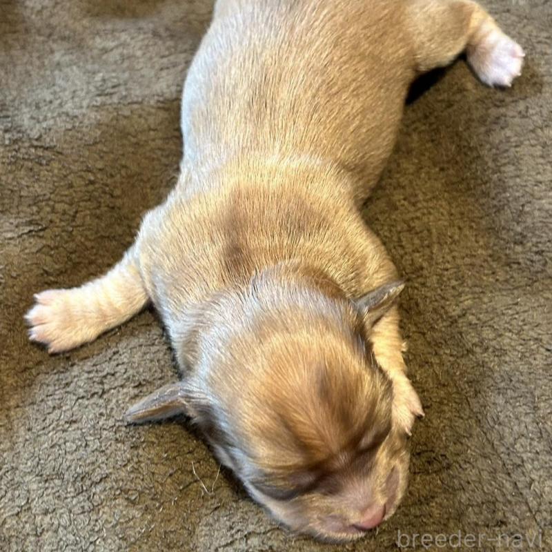 販売中の福島県のチワックス:チワワ×ミニチュアダックスフンド-426035の3枚目