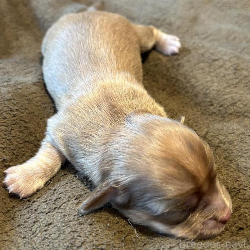 販売中の福島県のチワックス:チワワ×ミニチュアダックスフンド-426035の2枚目