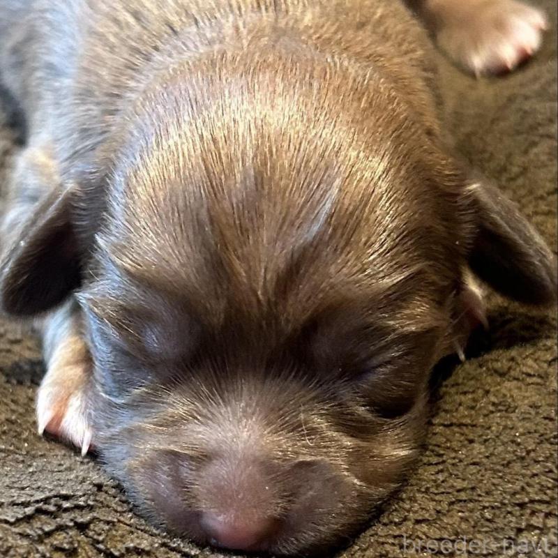 販売中の福島県のチワックス:チワワ×ミニチュアダックスフンド-426036