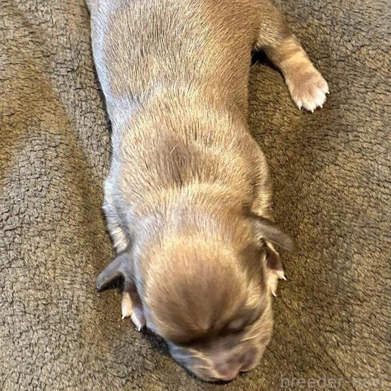 販売中の福島県のチワックス:チワワ×ミニチュアダックスフンド-426036の3枚目