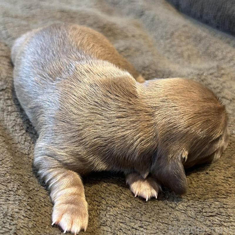 販売中の福島県のチワックス:チワワ×ミニチュアダックスフンド-426036の2枚目