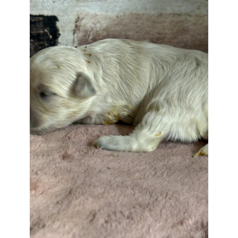 販売中の埼玉県のマルプー:マルチーズ×トイプードル-426037の3枚目