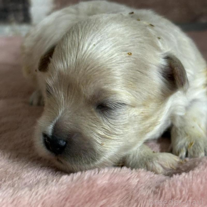 販売中の埼玉県のマルプー:マルチーズ×トイプードル-426037の1枚目