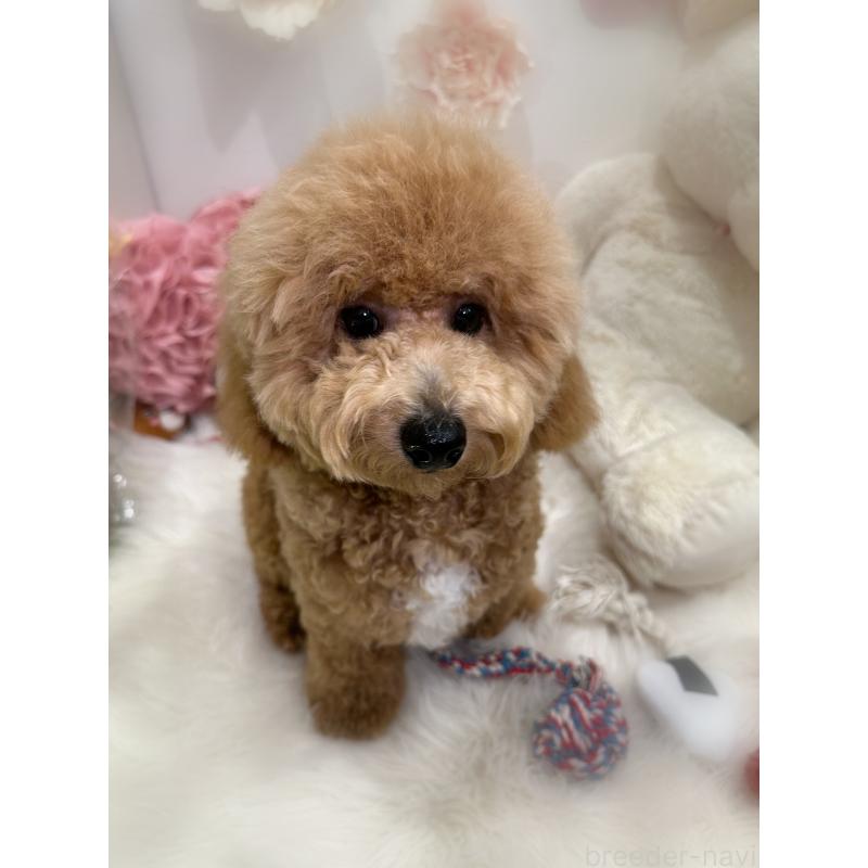 販売中の香川県のビションプー:ビションフリーゼ×トイプードル-386300の3枚目