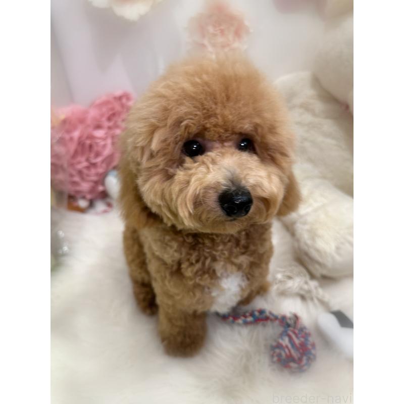 販売中の香川県のビションプー:ビションフリーゼ×トイプードル-386300の2枚目