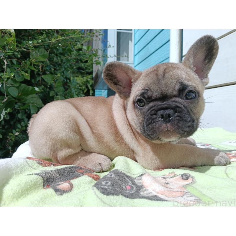販売中の沖縄県のフレンチブルドッグ-423643
