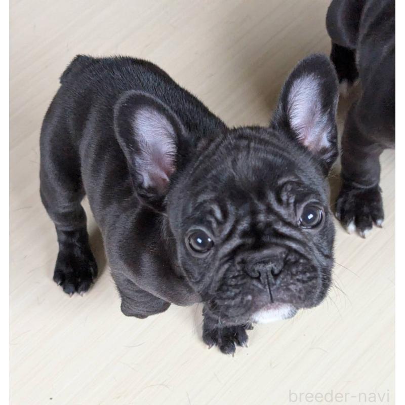 販売中の三重県のフレンチブルドッグ-426294の5枚目