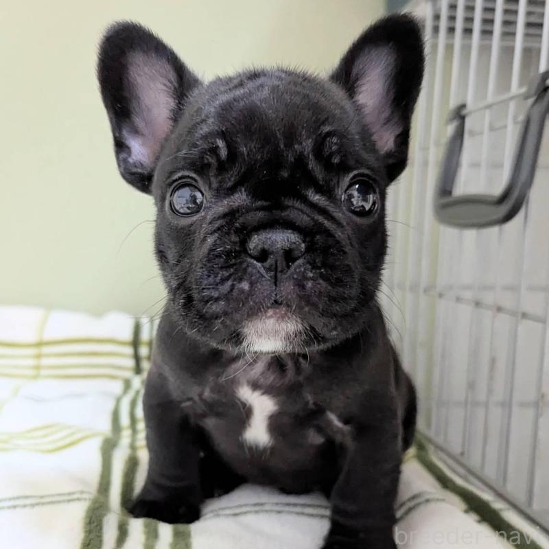 販売中の三重県のフレンチブルドッグ-426294の4枚目
