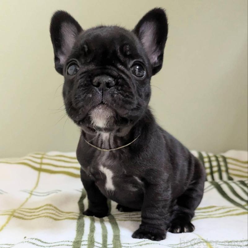 販売中の三重県のフレンチブルドッグ-426294の3枚目