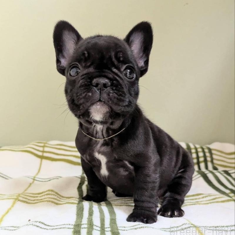 販売中の三重県のフレンチブルドッグ-426294の2枚目