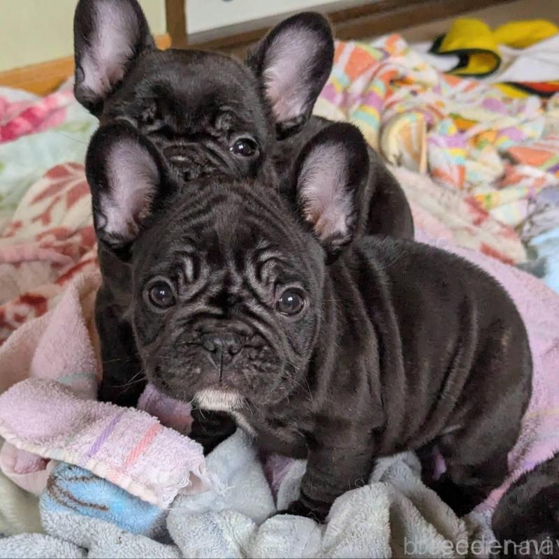 販売中の三重県のフレンチブルドッグ-426294