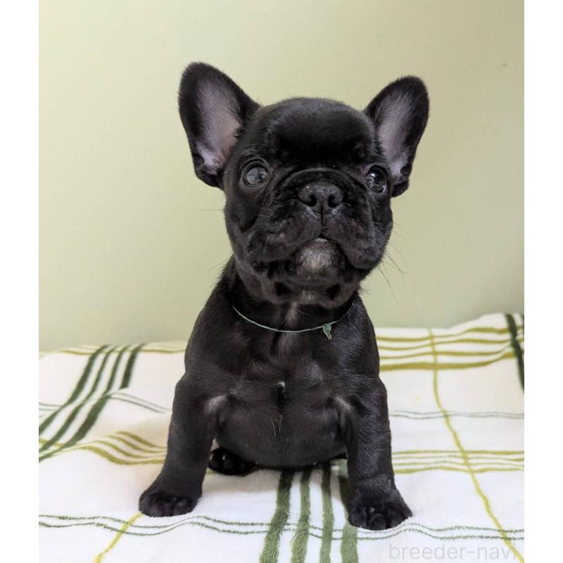 販売中の三重県のフレンチブルドッグ-426295の6枚目