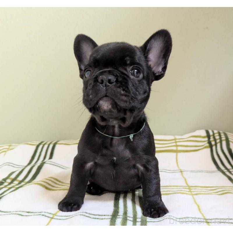 販売中の三重県のフレンチブルドッグ-426295の5枚目