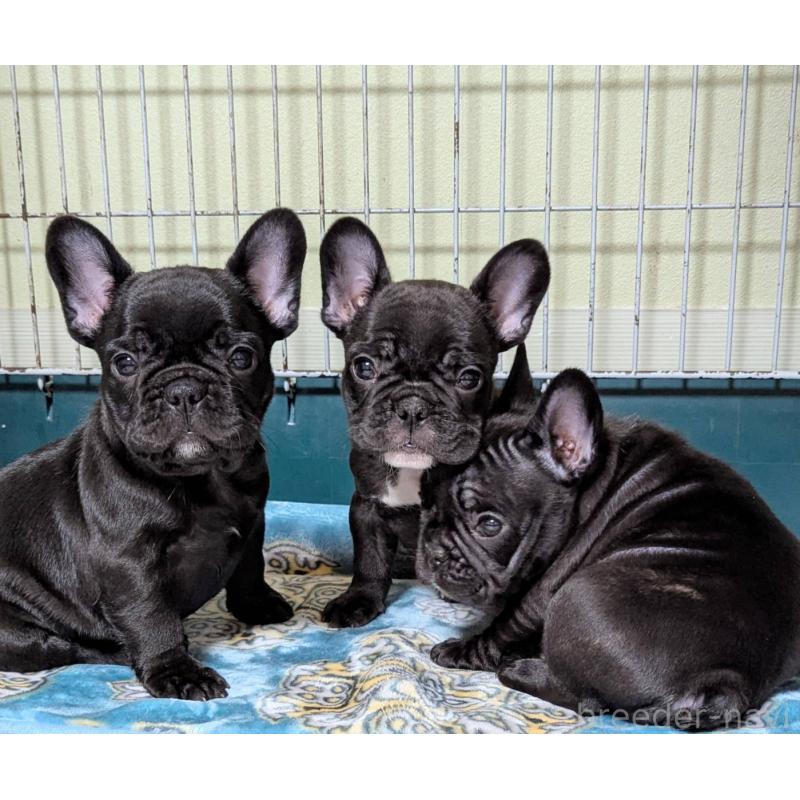 販売中の三重県のフレンチブルドッグ-426295の4枚目