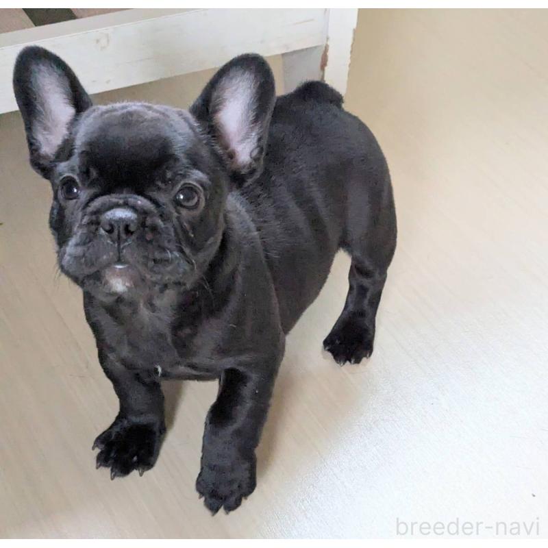 販売中の三重県のフレンチブルドッグ-426295の3枚目