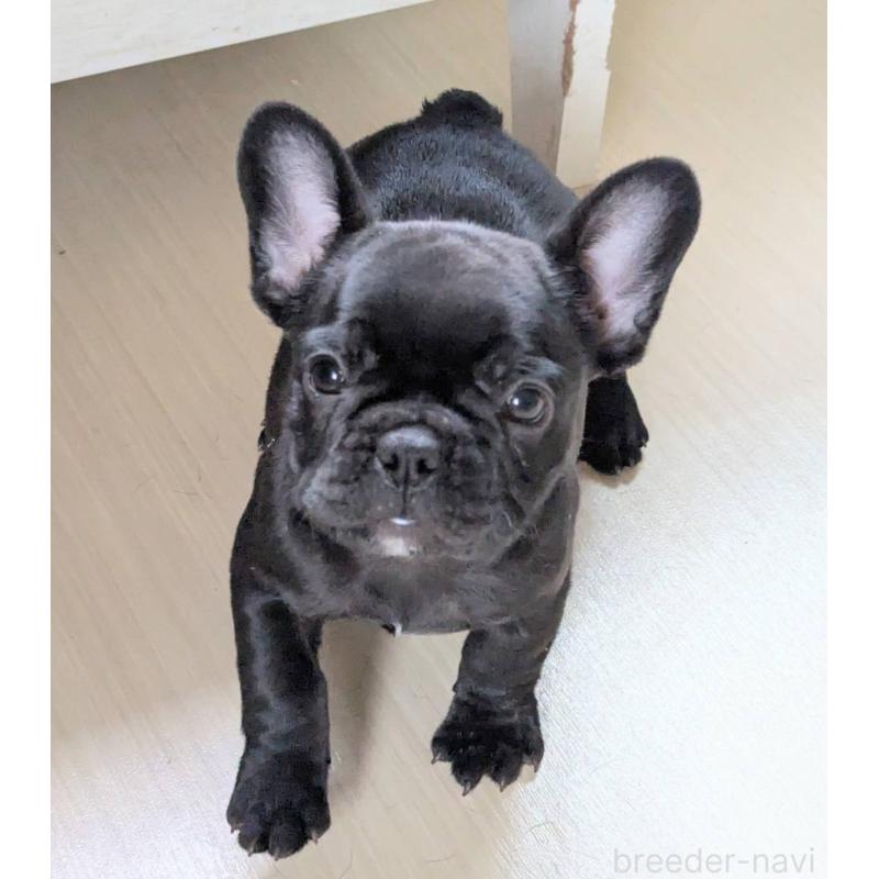 販売中の三重県のフレンチブルドッグ-426295の2枚目