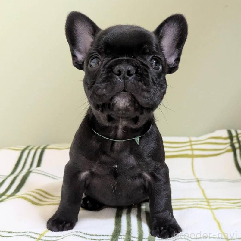 販売中の三重県のフレンチブルドッグ-426295の1枚目