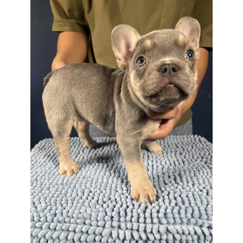 販売中の愛媛県のフレンチブルドッグ-426296の8枚目