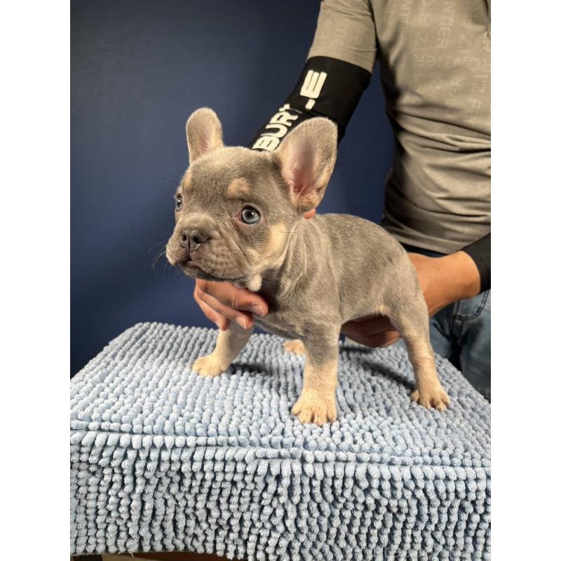 販売中の愛媛県のフレンチブルドッグ-426296の7枚目