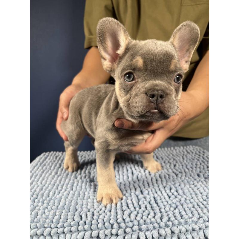 販売中の愛媛県のフレンチブルドッグ-426296の6枚目