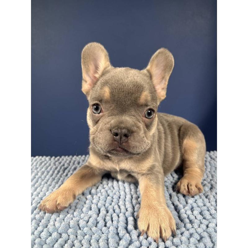 販売中の愛媛県のフレンチブルドッグ-426296の5枚目
