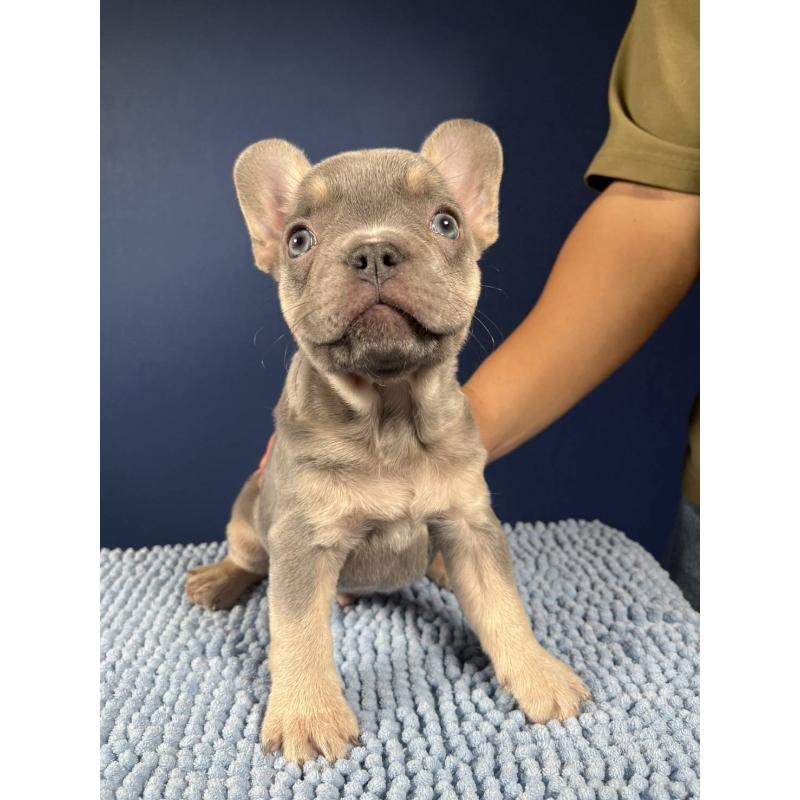 販売中の愛媛県のフレンチブルドッグ-426296の4枚目