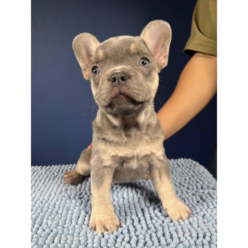 販売中の愛媛県のフレンチブルドッグ-426296の3枚目