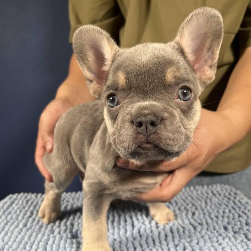 販売中の愛媛県のフレンチブルドッグ-426296の1枚目
