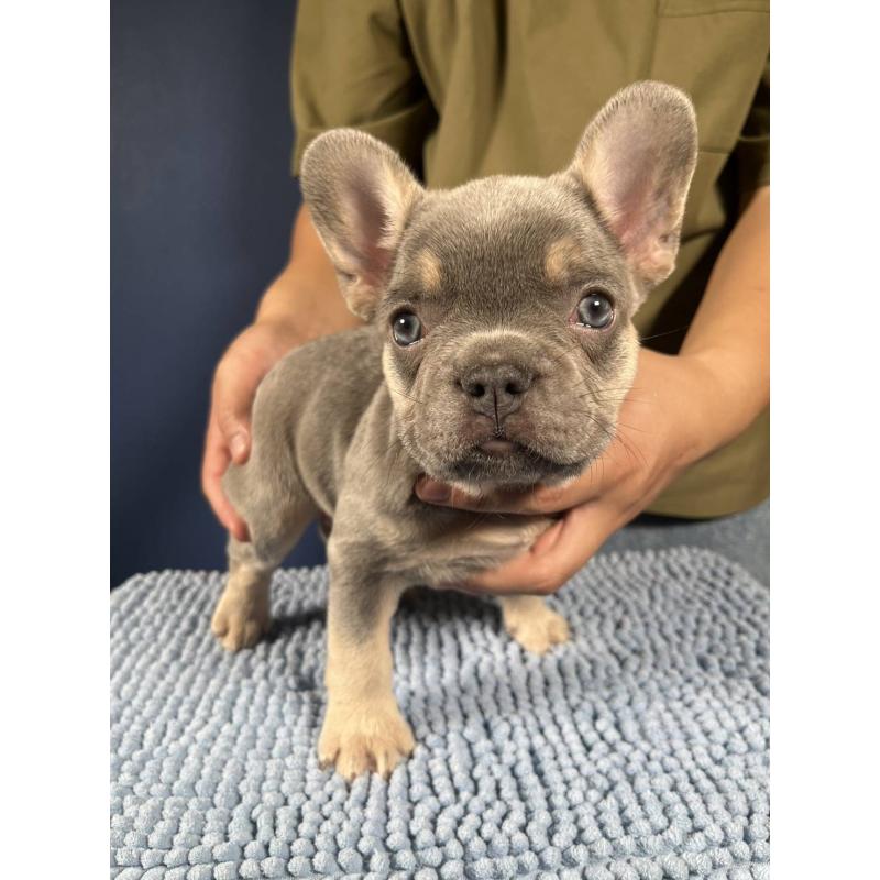 販売中の愛媛県のフレンチブルドッグ-426296の2枚目