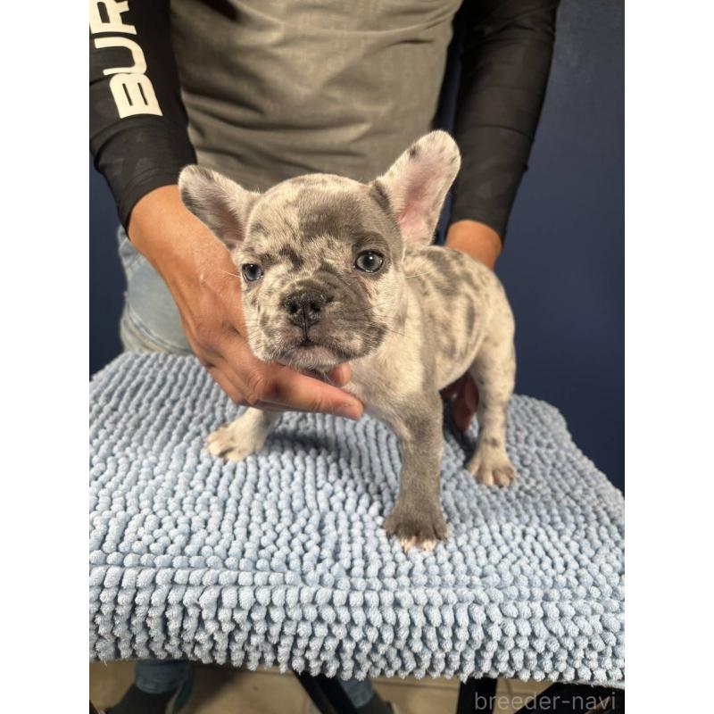 販売中の愛媛県のフレンチブルドッグ-425025の36枚目