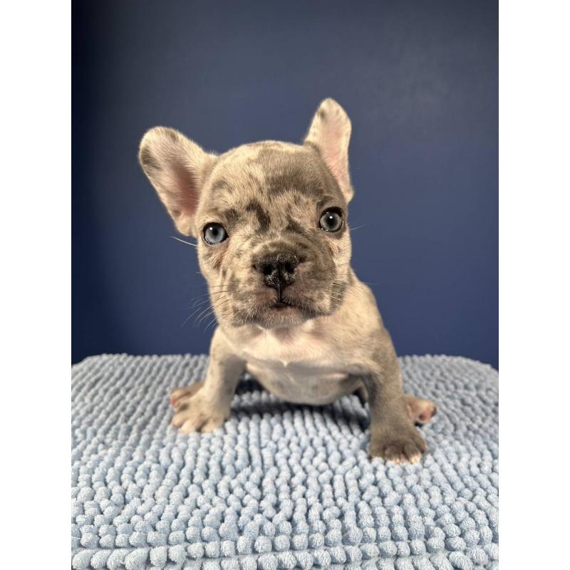 販売中の愛媛県のフレンチブルドッグ-425025の35枚目