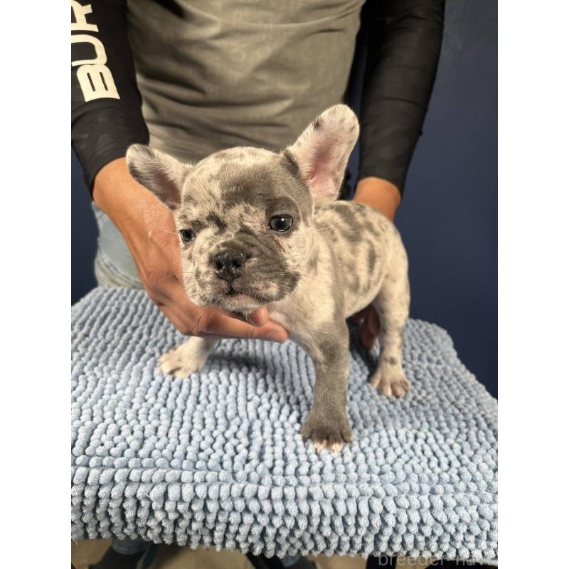 販売中の愛媛県のフレンチブルドッグ-425025の33枚目