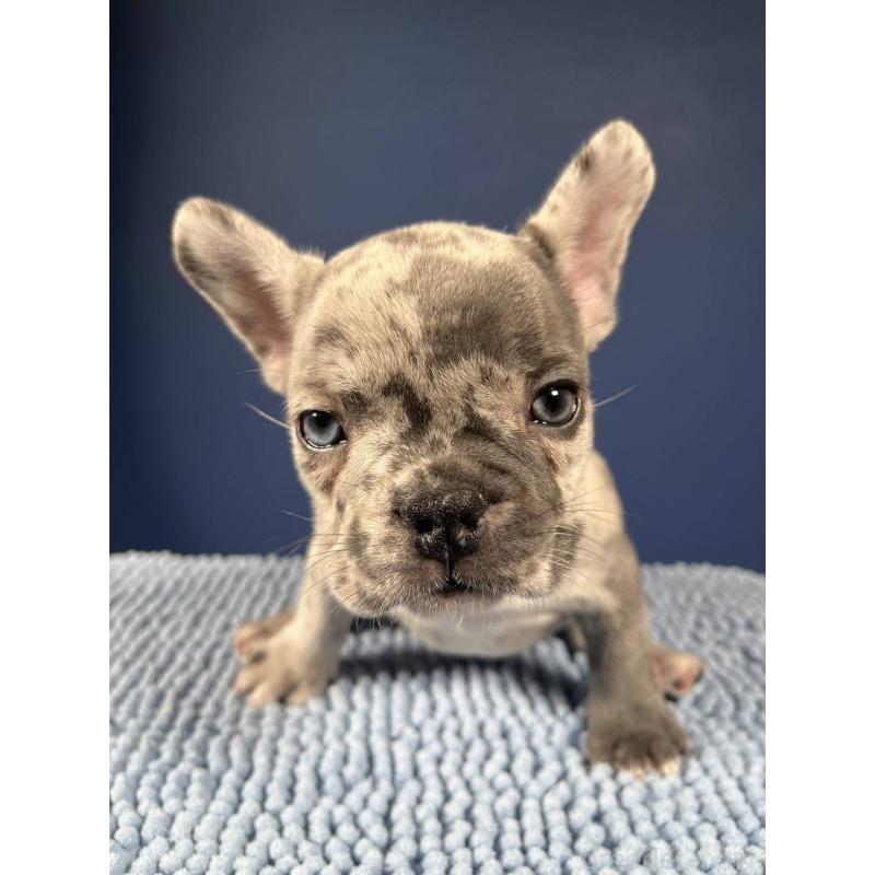 販売中の愛媛県のフレンチブルドッグ-425025の32枚目