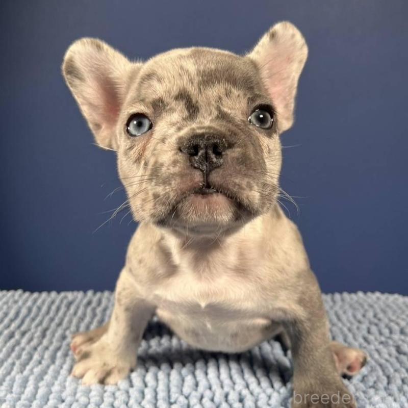 販売中の愛媛県のフレンチブルドッグ-425025